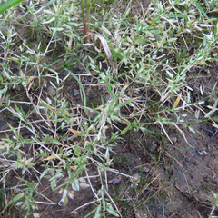 Eragrostis hypnoides