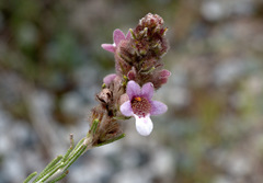 Hemiphora bartlingii