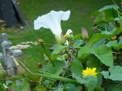 Calystegia silvatica