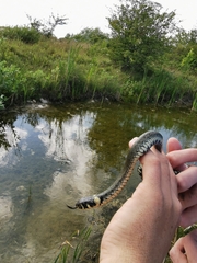 Natrix natrix natrix