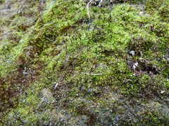 Tortula muralis