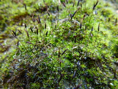 Tortula muralis