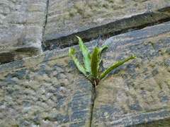 Asplenium scolopendrium