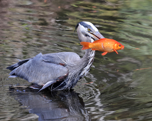 Goldfish (Carassius auratus) — Cyprinidae — 5