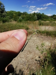 Lestes barbarus