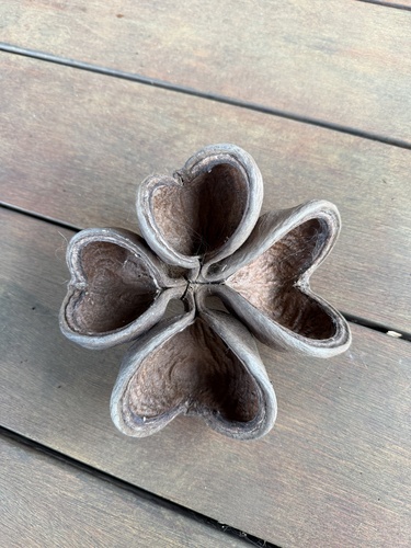 Sterculia foetida, 2025-04-14