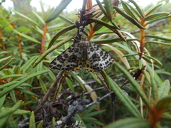 Arichanna melanaria