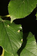 Phytoptus stenoporus