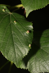 Phytoptus stenoporus
