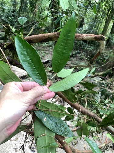 Syzygium cryptophlebium, 2025-04-03