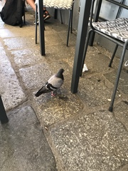 Columba livia domestica