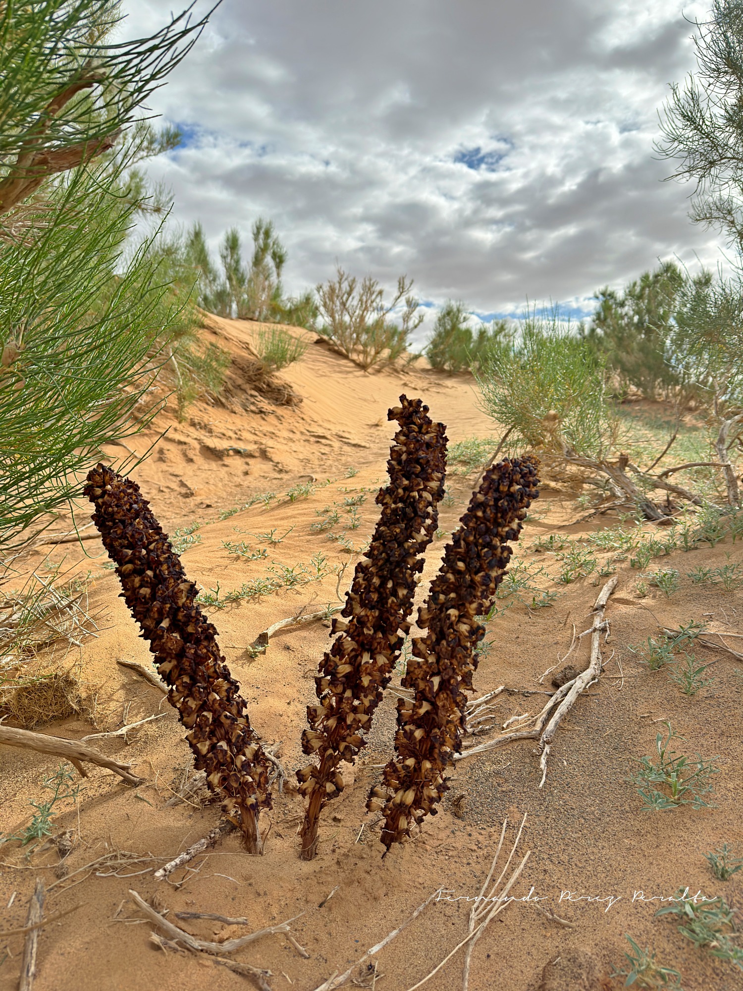 Desert-Broomrape (Cistanche deserticola)