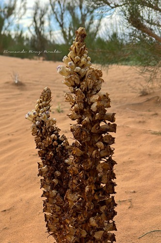Image of Cistanche deserticola by no rights reserved