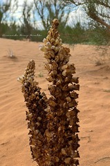 author not stated, no rights reserved Cistanche deserticola, photograph author not stated, no rights reserved