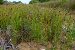 Hypodiscus procurrens