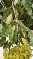 Syzygium guineense