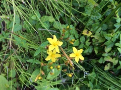 Hypericum undulatum