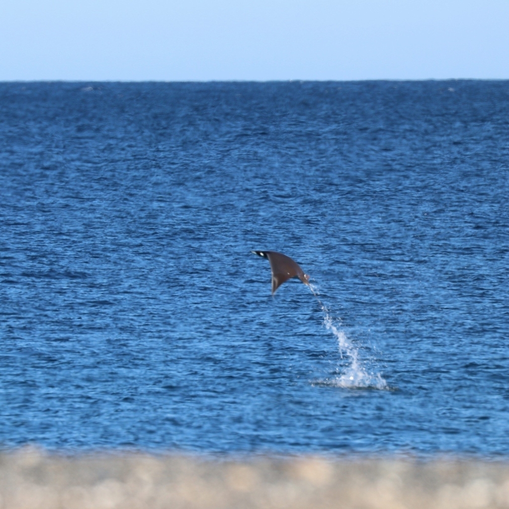 Munk's devil ray airborne above blue water