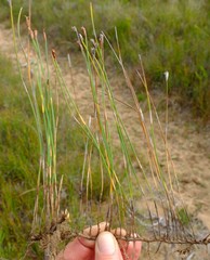 Hypodiscus procurrens