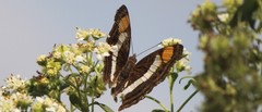 Doxocopa