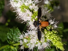 Galactomyia