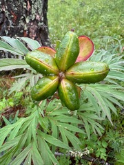 Paeonia anomala, photograph Fernando Pérez Peralta, CC0, iNaturalist via GBIF
