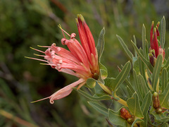 Lambertia multiflora multiflora