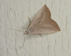 Macrochilo louisiana