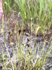 Carex hormathodes