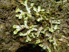 Conocephalum conicum
