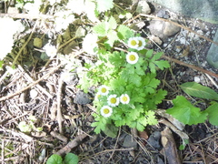 Tanacetum parthenium