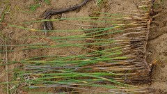 Hypodiscus procurrens