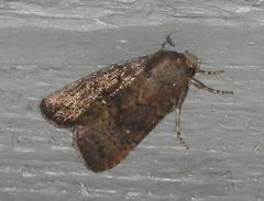 Eriopygini