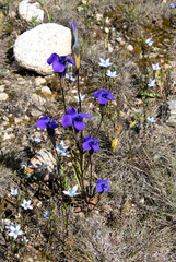 Gentianopsis barbata