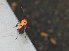 Dysdercus cingulatus