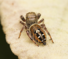 Phidippus johnsoni