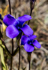 Gentianopsis barbata