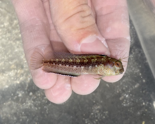 Seaweed blenny (Parablennius marmoreus) — Blenniidae — 2