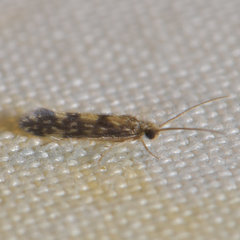 Agraylea multipunctata