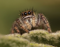 Phidippus johnsoni