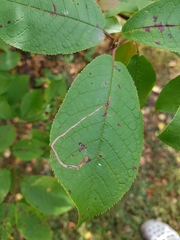 Lyonetia clerkella