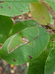 Lyonetia clerkella