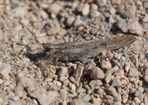 Trimerotropis speciesa · NaturaLista Mexico
