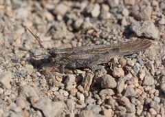 Trimerotropis species-a