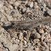 Great Basin Grasshopper - Photo (c) James Bailey, some rights reserved (CC BY-NC), uploaded by James Bailey