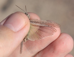 Trimerotropis species-a