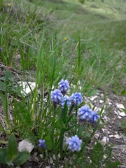 Muscari coeruleum, photograph нина рафаиловна, CC BY, iNaturalist via GBIF