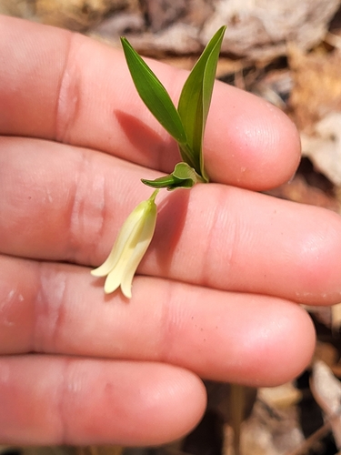Image of Uvularia puberula by (c) Jack Bennett, some rights reserved (CC BY)