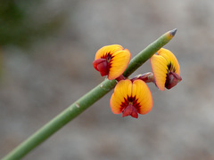 Daviesia triflora