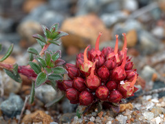 Darwinia sanguinea